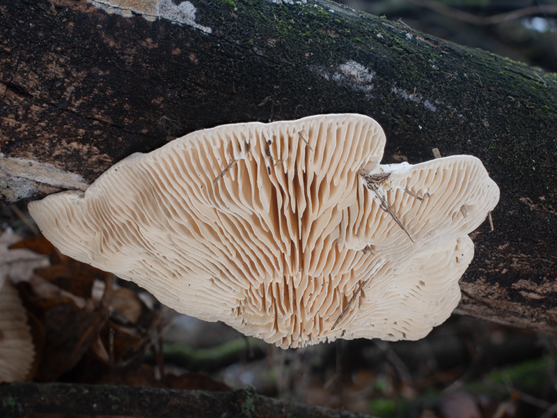 Cellulariella warnieri